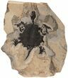 Incredible, Fossil Turtle (Apalone) - Green River Formation #122208-4